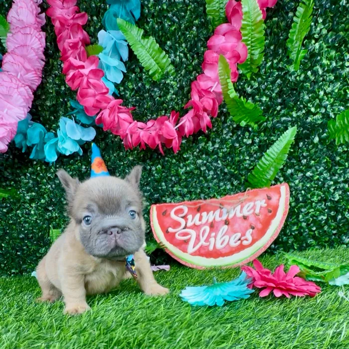 Male Fluffy French Bulldog puppy named Woolly for sale at Puppy Dreams - Denton.