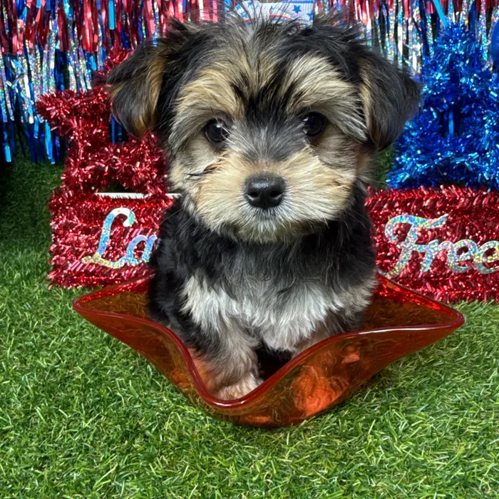 Female Morkie puppy named Callie for sale at Puppy Dreams - Arlington.