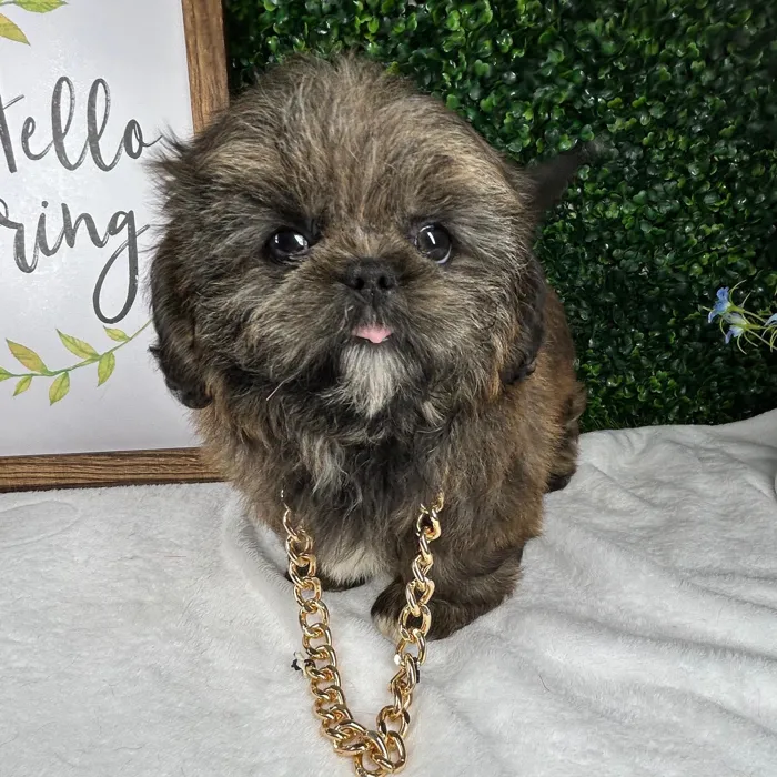 Male Shih Tzu puppy named Chewbacca for sale at Puppy Dreams - Mansfield.