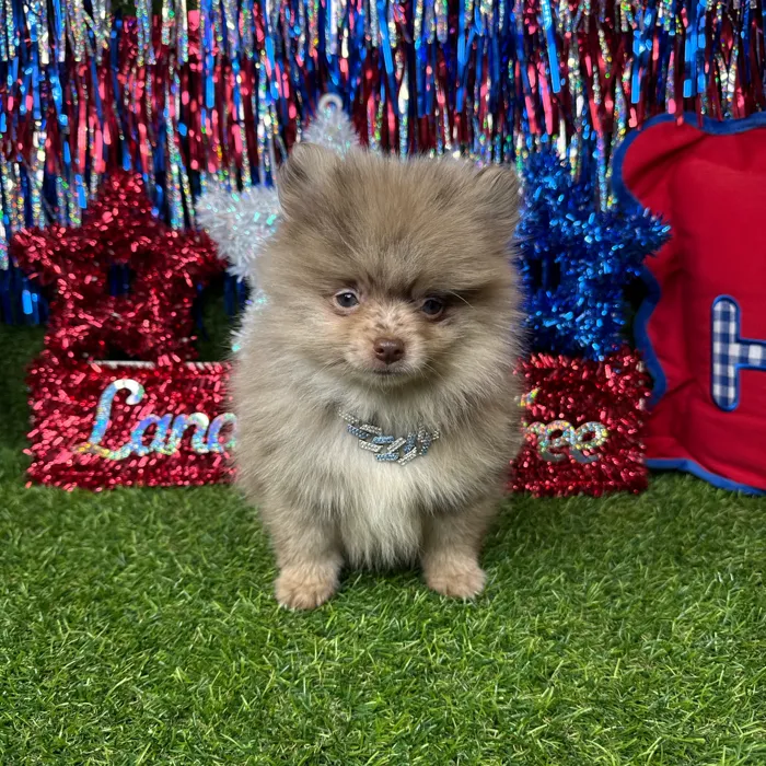 Male Pomeranian puppy named Cashew for sale at Puppy Dreams - Arlington.