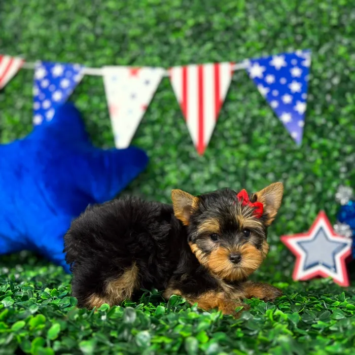 Male Yorkie puppy named Pickles for sale at Puppy Dreams - North Richland Hills.