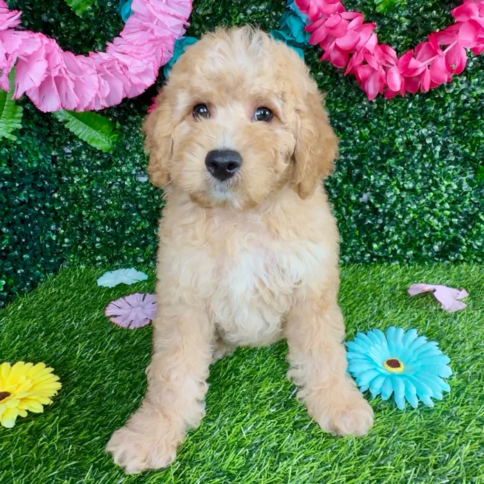 Male Mini Goldendoodle puppy named Michael B for sale at Puppy Dreams - Denton.