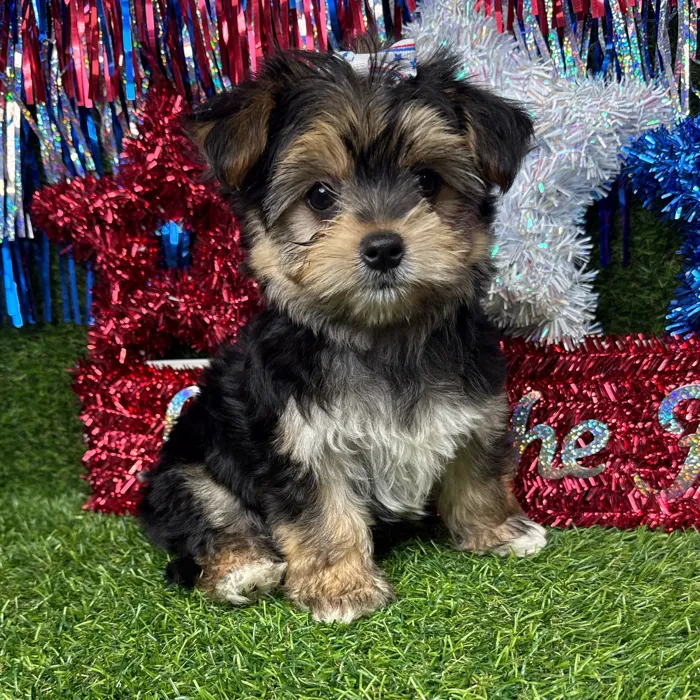 Female Morkie puppy named Callie for sale at Puppy Dreams - Arlington.