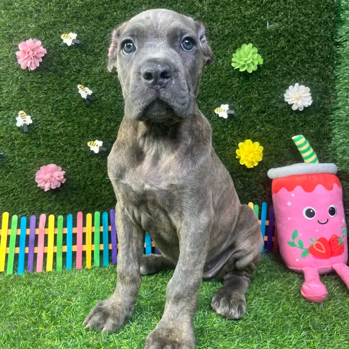Female Cane Corso puppy named Harley for sale at Puppy Dreams - Carrollton.