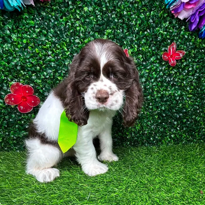 Male Cocker Spaniel puppy named *Charles* for sale at Puppy Dreams - Mansfield.