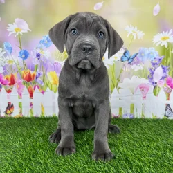 car_main_img_/media/ap_media/pets/ZTJYXQTJNFUV120469.webp.250x250_q85.webp