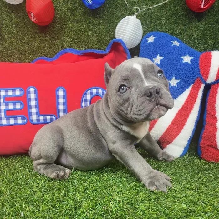 Female American Bully puppy named Elsa for sale at Puppy Dreams - Arlington.