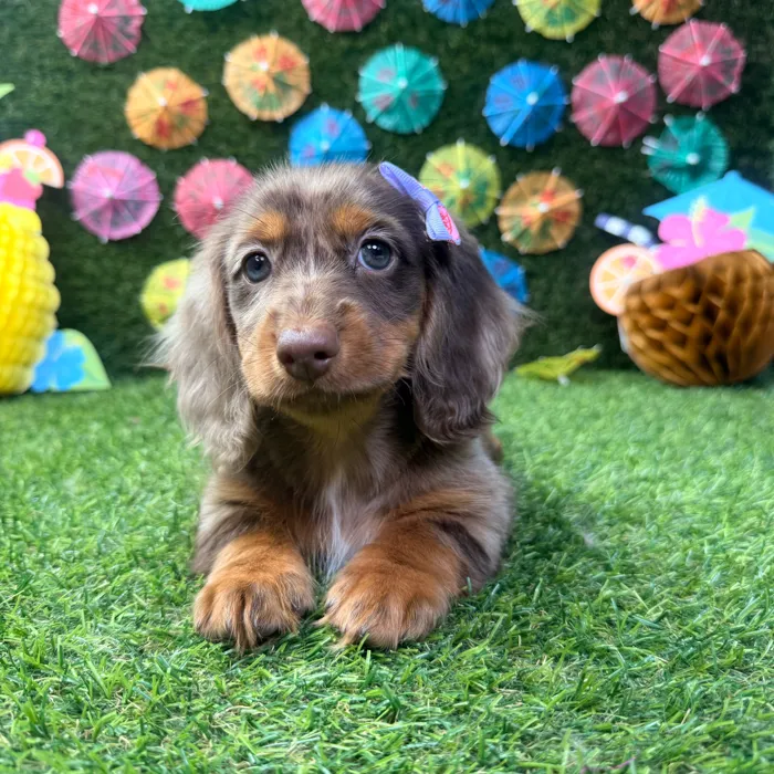 Female Dachshund puppy named Willow for sale at Puppy Dreams - Carrollton.