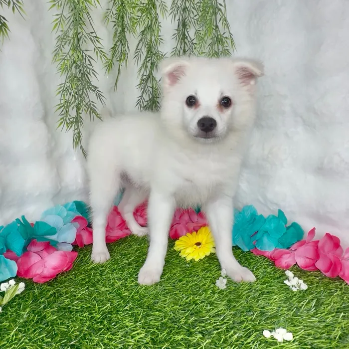 Male American Eskimo puppy named Cowboy for sale at Puppy Dreams - Denton.