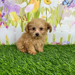 car_main_img_/media/ap_media/pets/ZVEQYSQKPZIO135536.webp.250x250_q85.webp