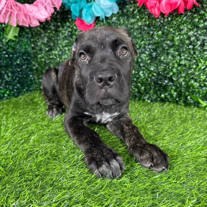 Male Cane Corso puppy named Whopper for sale at Puppy Dreams - Denton.