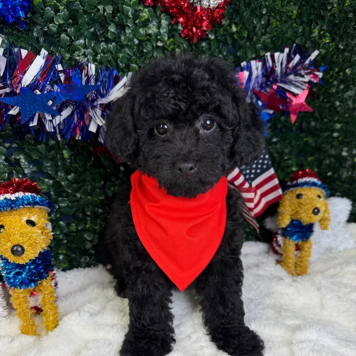 Male Poodle Toy puppy named Oreo for sale at Puppy Dreams - Garland.