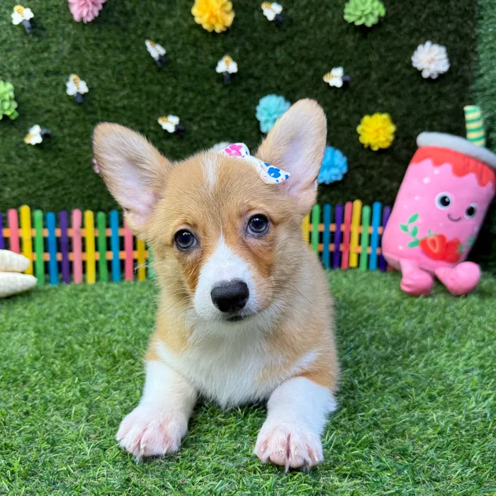 Female Pembroke Welsh Corgi puppy named Zoey for sale at Puppy Dreams - Carrollton.