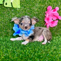 car_main_img_/media/ap_media/pets/ZWPYIMTRZEJZ134518.webp.250x250_q85.webp