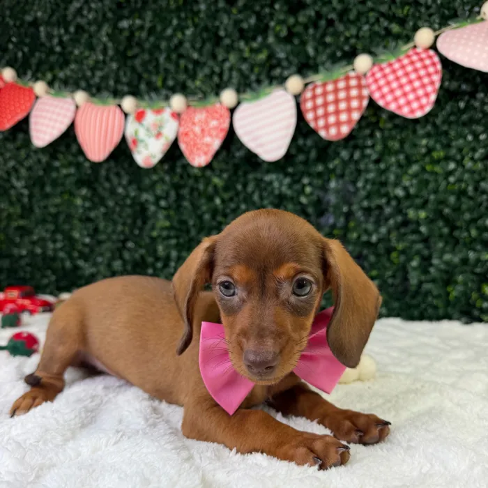 Female Dachshund puppy named Miso for sale at Puppy Dreams - Garland.