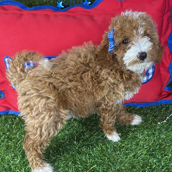 Female Mini Goldendoodle puppy named Indy for sale at Puppy Dreams - Arlington.