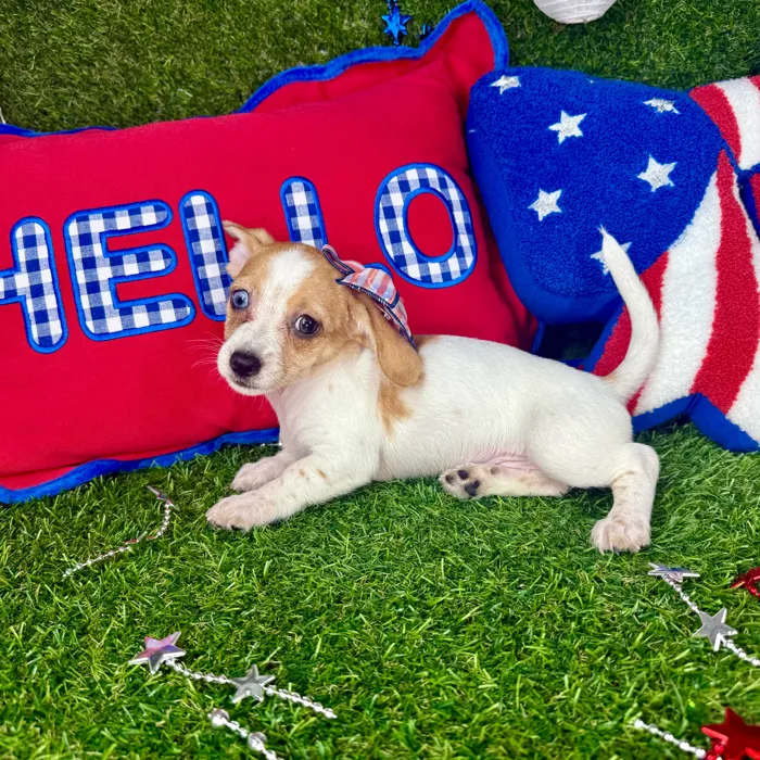 Female Chiweenie puppy named Lucy for sale at Puppy Dreams - Arlington.