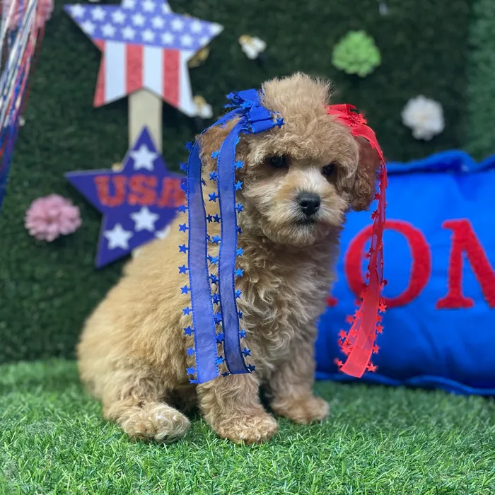 Female Mini Poodle puppy named Sage for sale at Puppy Dreams - Carrollton.