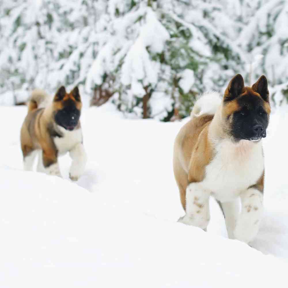 Akita Puppies for Sale image