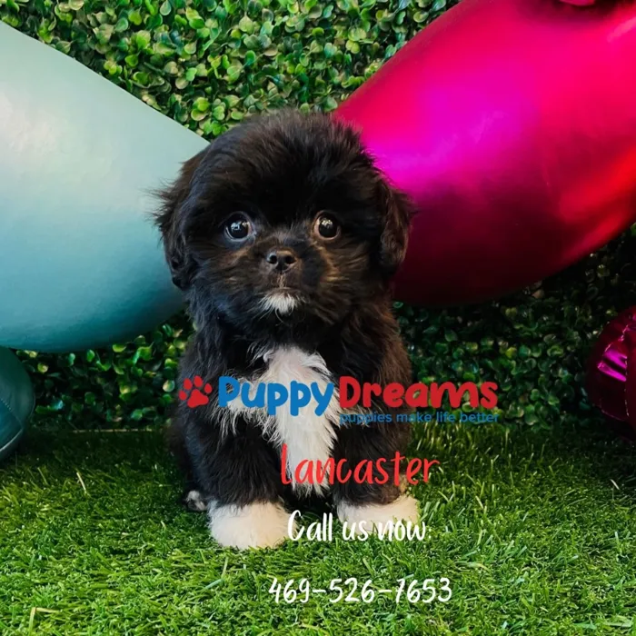 image_cropper_ECD20A28-F41B-4EA6-95B4-69F799EBEBE2-7155-0000024B3208B119.jpg image