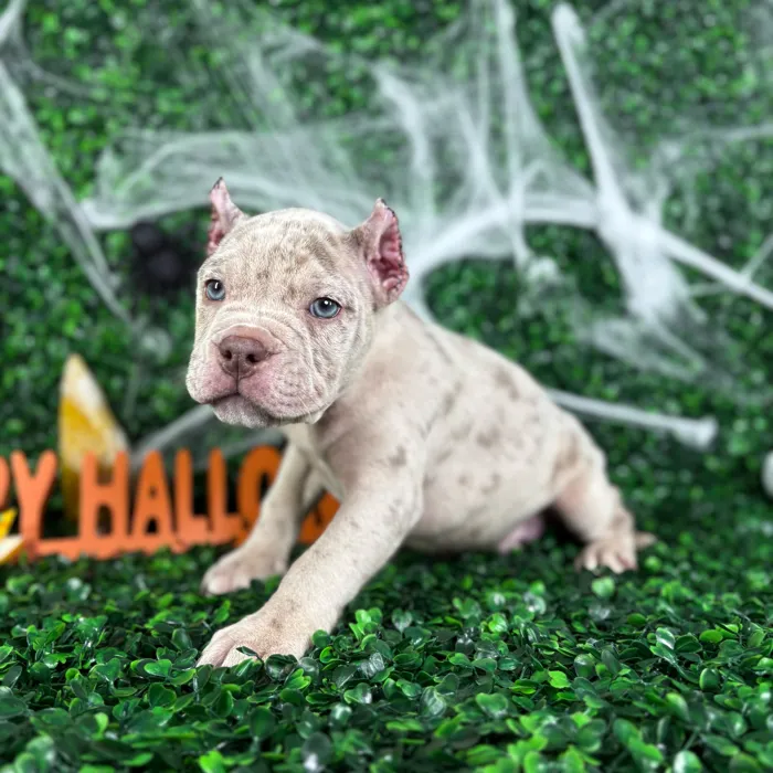 Male American Bully puppy named Atlas for sale at Puppy Dreams - North Richland Hills.