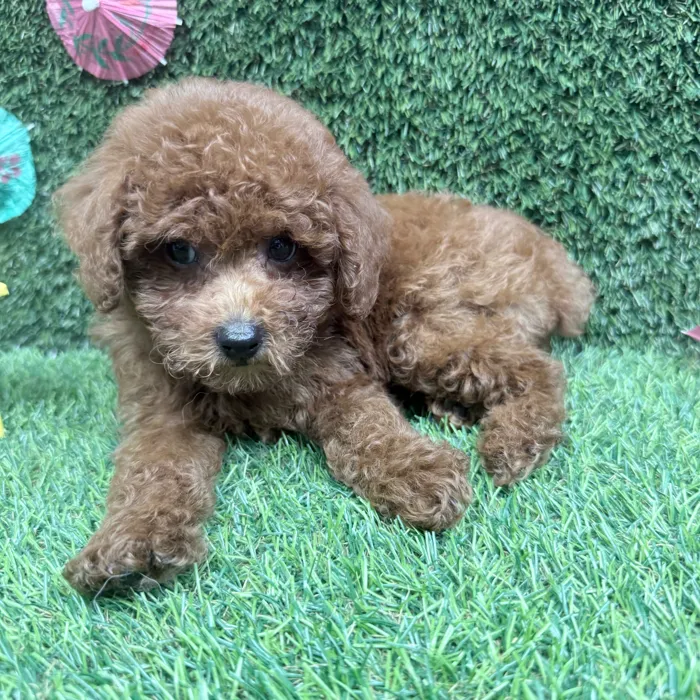 Male Mini Poodle puppy named Bobby for sale at Puppy Dreams - Carrollton.