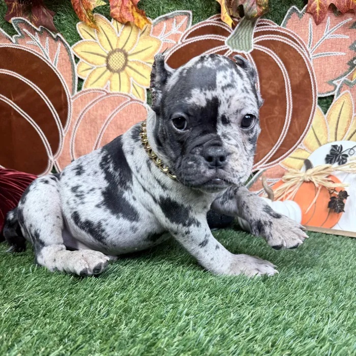Male American Bully puppy named Oreo for sale at Puppy Dreams - Denton.