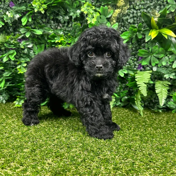 Female Cockapoo puppy named Daisy for sale at Puppy Dreams - Parks Mall.