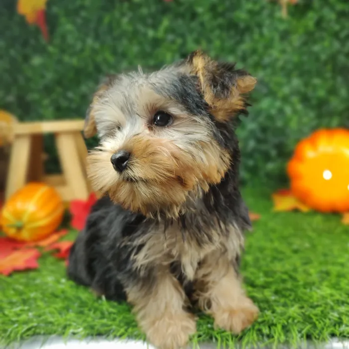 Female Yorkie puppy named *Merry* for sale at Puppy Dreams - Mansfield.
