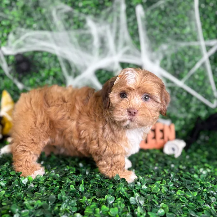 Female Shipoo puppy named Bella for sale at Puppy Dreams - North Richland Hills.