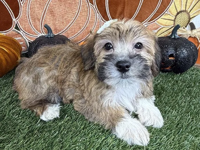 Female Morkie puppy named Dori for sale at Puppy Dreams - Carrollton.