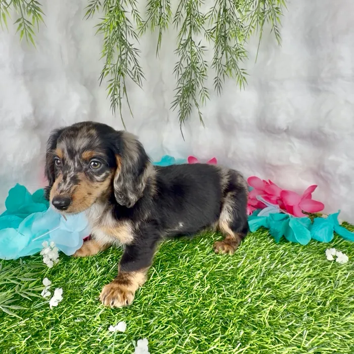 Male Dachshund puppy named Twix for sale at Puppy Dreams - Denton.