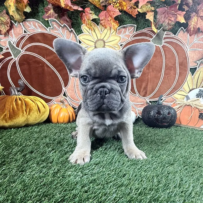 Male French Bulldog puppy named Tank for sale at Puppy Dreams - Carrollton.