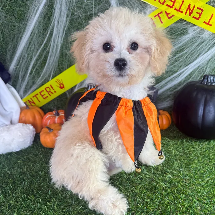 Male Bichapoo puppy named Web for sale at Puppy Dreams - Arlington.