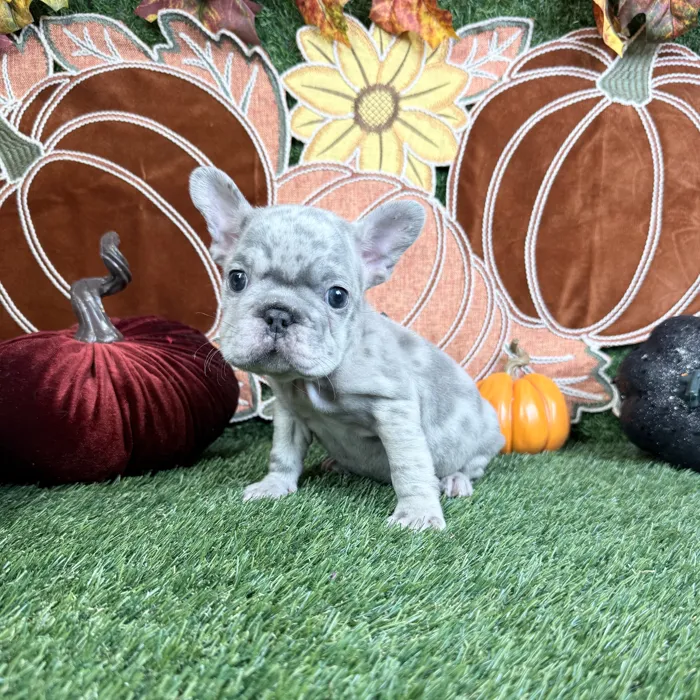 Male French Bulldog puppy named Rocco for sale at Puppy Dreams - Carrollton.