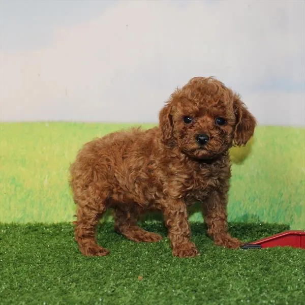 Male Toy Poodle puppy named Jett for sale at Puppy Dreams - Arlington.