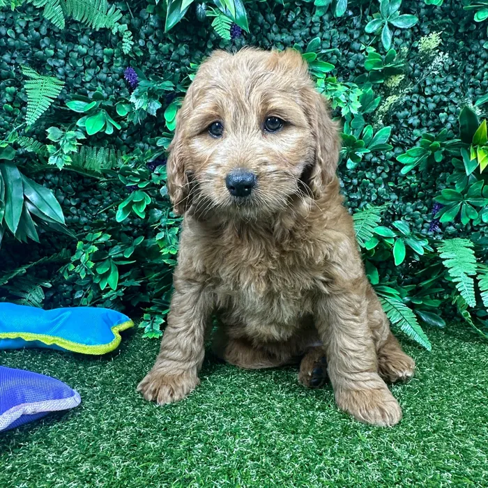 Female Mini Goldendoodle puppy named Cinnamon for sale at Puppy Dreams - Parks Mall.