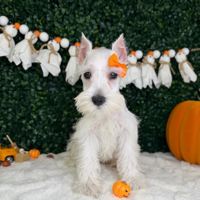 Female Mini Schnauzer puppy named Arabella for sale at Puppy Dreams - Garland.
