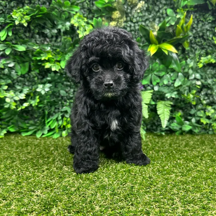 Female Cockapoo puppy named Daisy for sale at Puppy Dreams - Parks Mall.