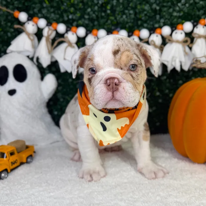 Male English Bulldog puppy named Wally for sale at Puppy Dreams - Garland.