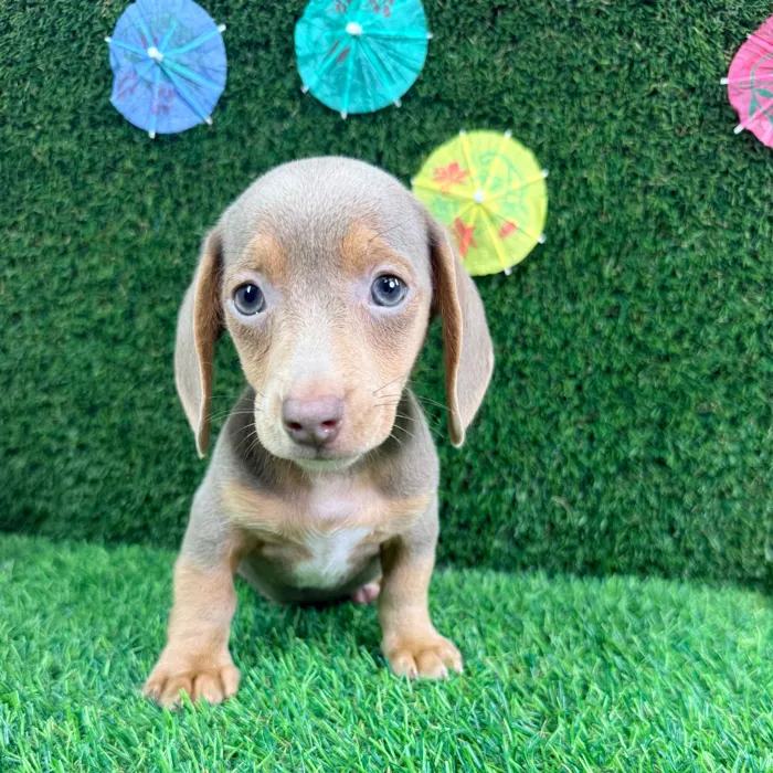 Male Dachshund puppy named Rocky for sale at Puppy Dreams - Carrollton.