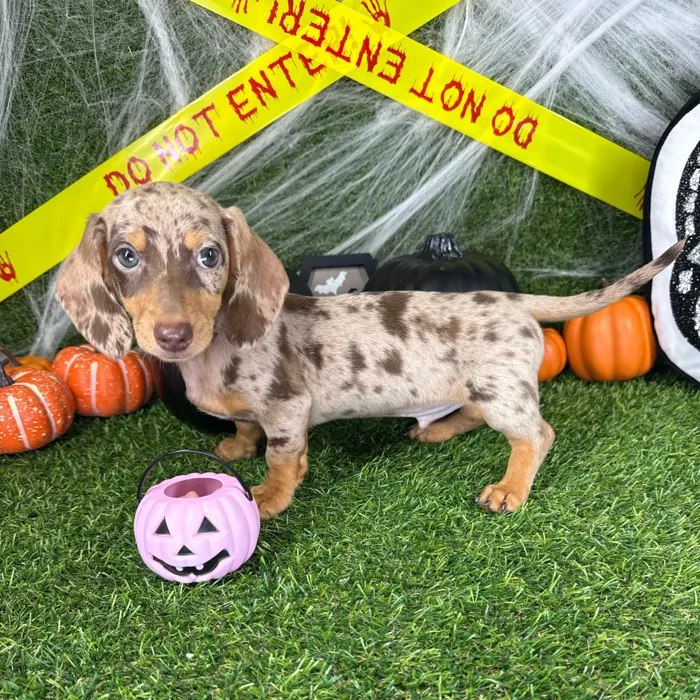 Male Dachshund puppy named Rascal for sale at Puppy Dreams - Arlington.