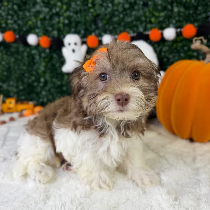 Female Havanese puppy named Lola for sale at Puppy Dreams - Garland.