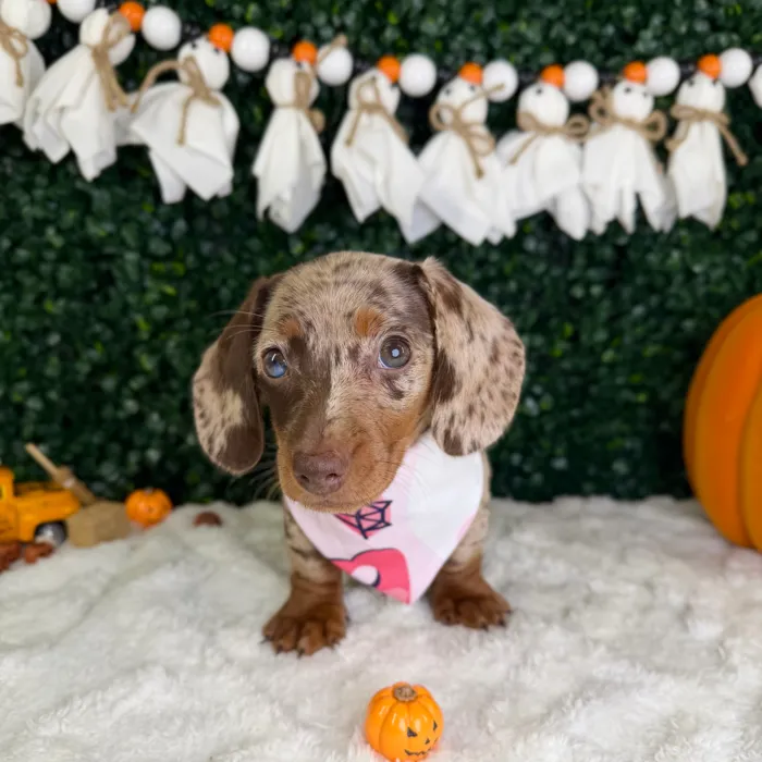 Female Dachshund puppy named Cleo for sale at Puppy Dreams - Garland.