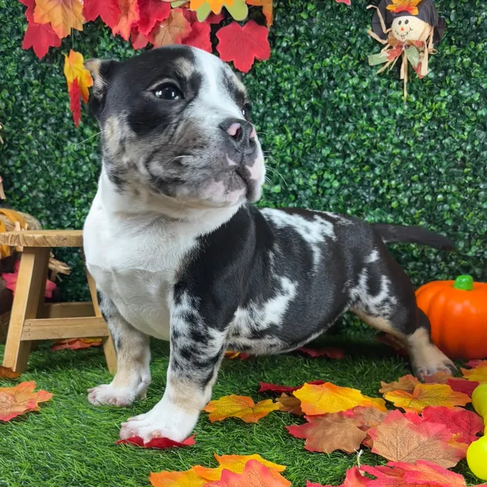 Female American Bully puppy named *Funyuns* for sale at Puppy Dreams - Mansfield.