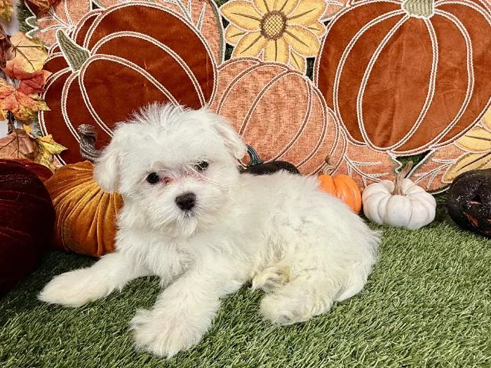 Female Maltese puppy named Autumn for sale at Puppy Dreams - Carrollton.