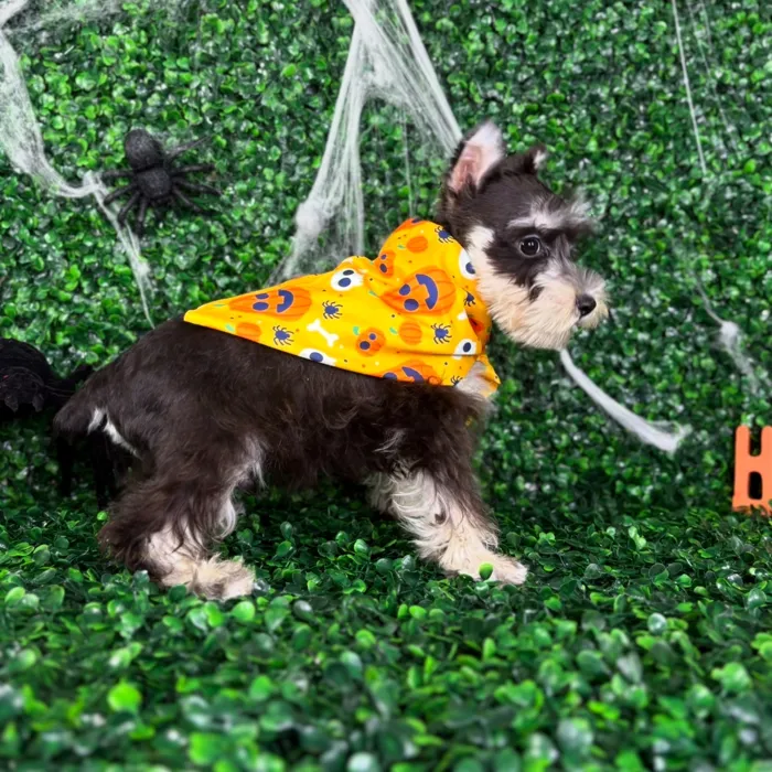 Male Mini Schnauzer puppy named Max for sale at Puppy Dreams - North Richland Hills.