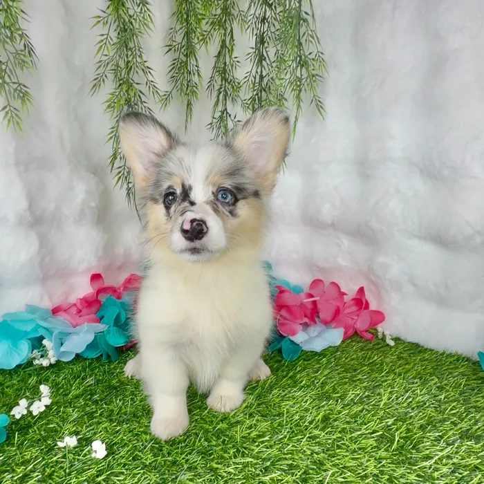 Female Pembroke Welsh Corgi puppy named Cupcake for sale at Puppy Dreams - Denton.