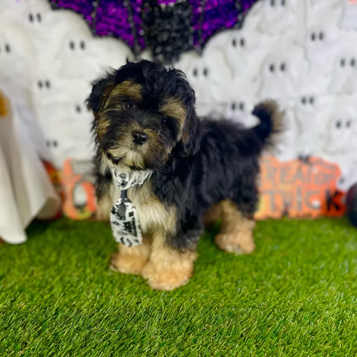 Male Shipoo puppy named Otto for sale at Puppy Dreams - Carrollton.