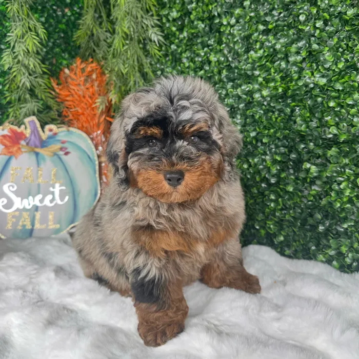 Male Bernedoodle puppy named Sugar for sale at Puppy Dreams - Denton.